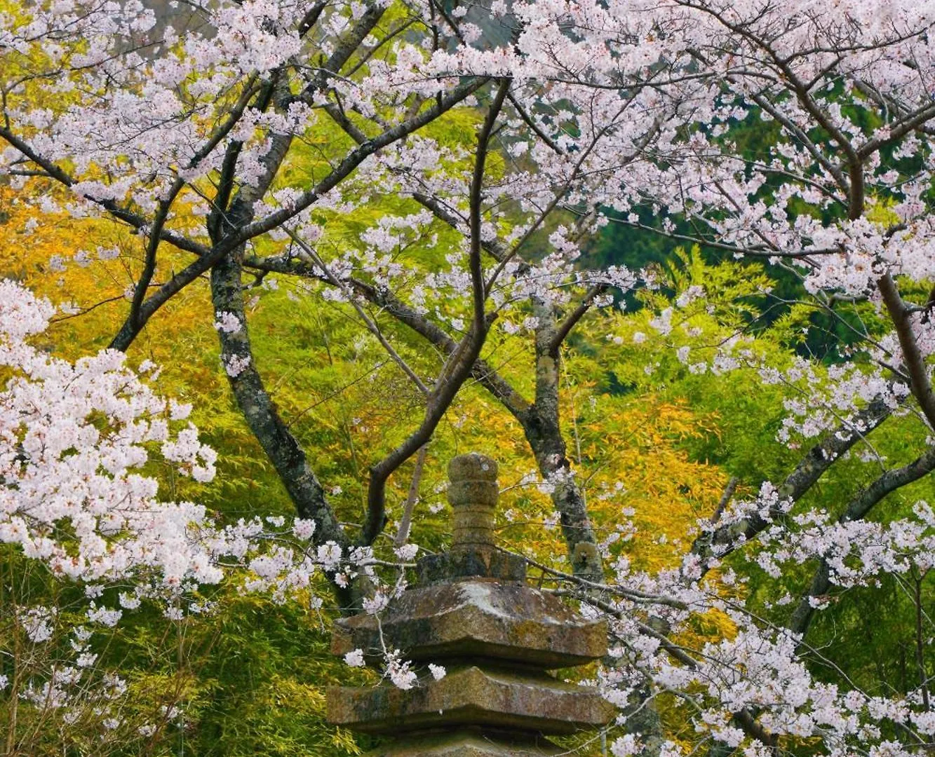 ホテル 桜泉会館 Izumi  旅館